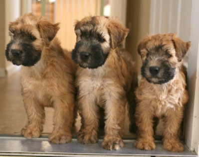 Greentree wheatens deals